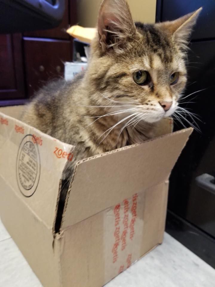 Cleo
